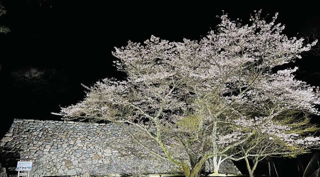 高取城夜桜ライトアップ